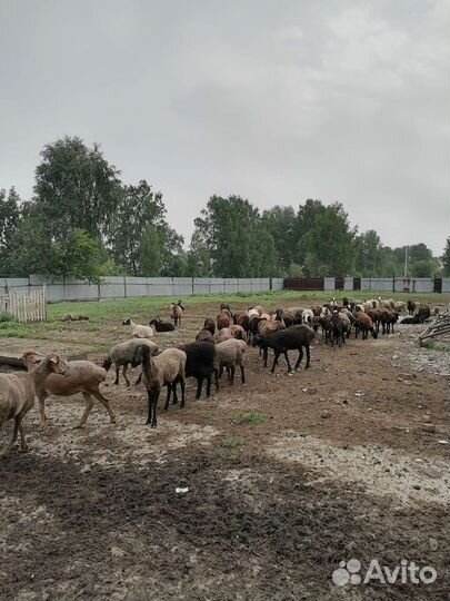 Курдючные бараны овцы ягнят