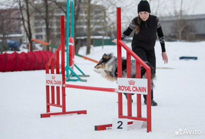 Дрессировка собак кинолог