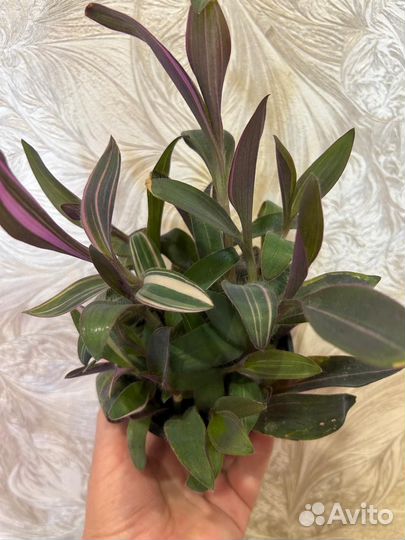 Традесканция