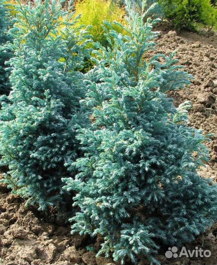 Кипарисовик Булевард горохоплодный