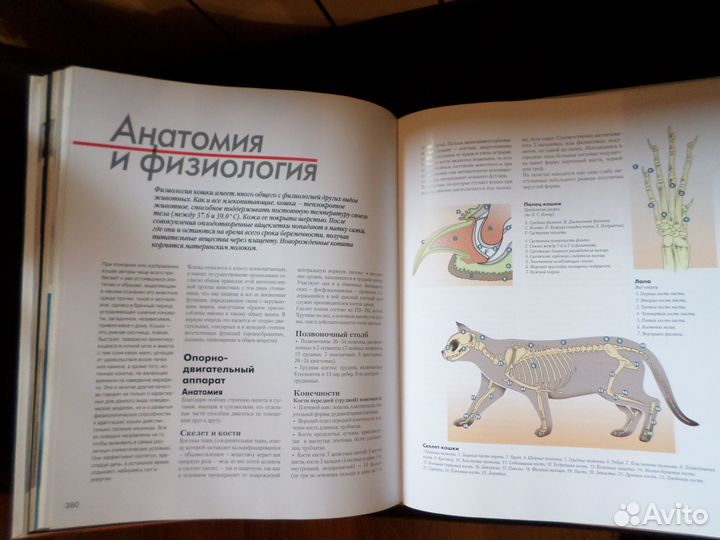 Энциклопедия кошки