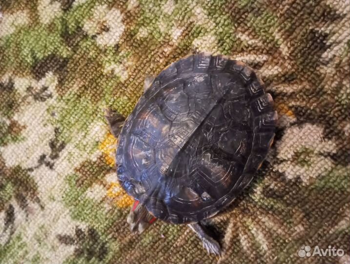 Красноухая черепаха бесплатно