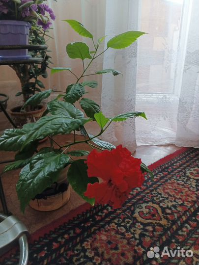 Китайская роза