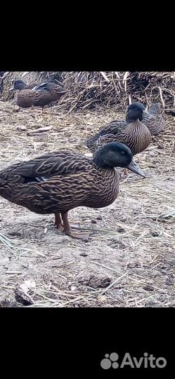 Подсадные утки