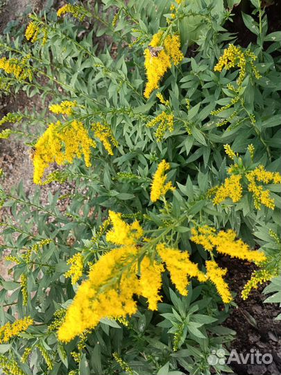 Золотарник