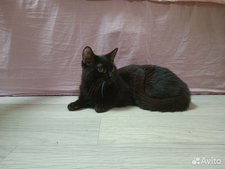 Котики коротколапики