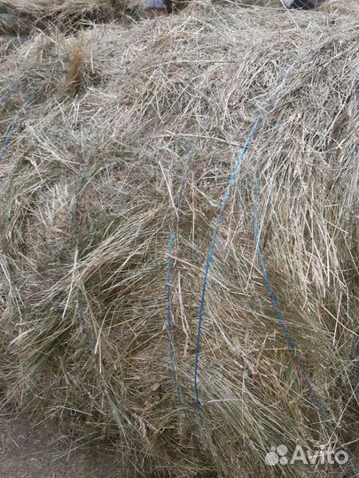 Сено зерно ячмень 10р