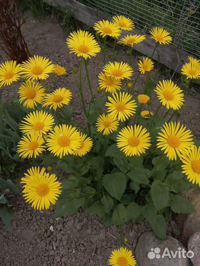 Хоста ромашка буквица доруникум флокс