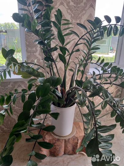Замиокулькас цветет долларовое дерево
