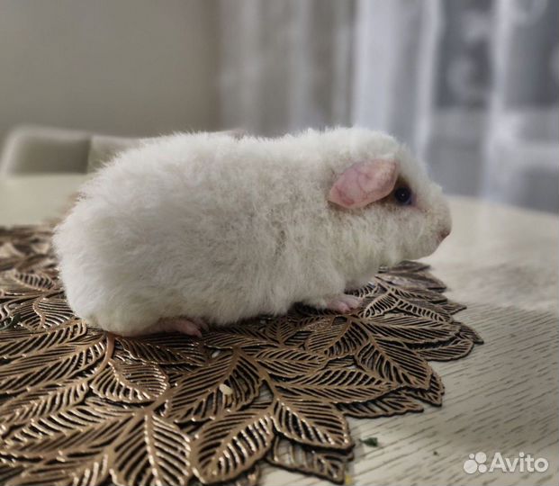 Морская свинка американский тедди