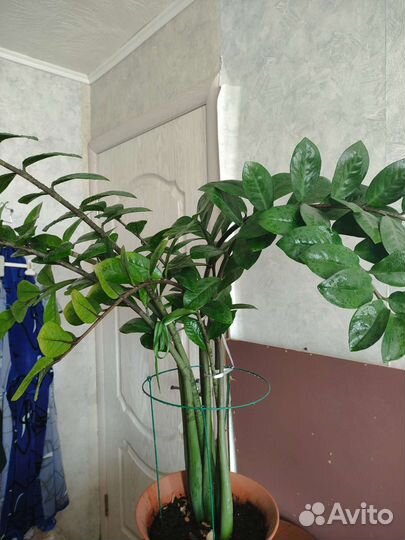 Замиокулькас