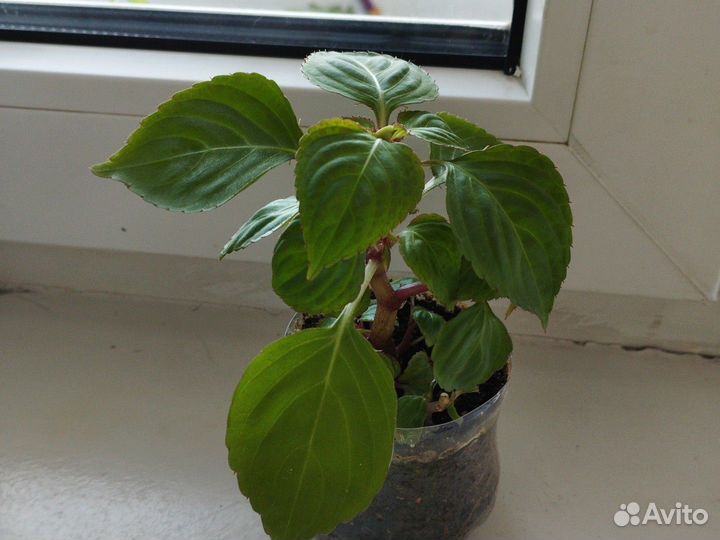 Бальзамин оранжевый махровый