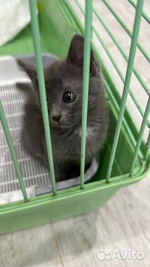 Дымчатая Ася