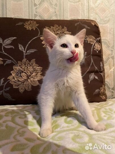 Шотландская