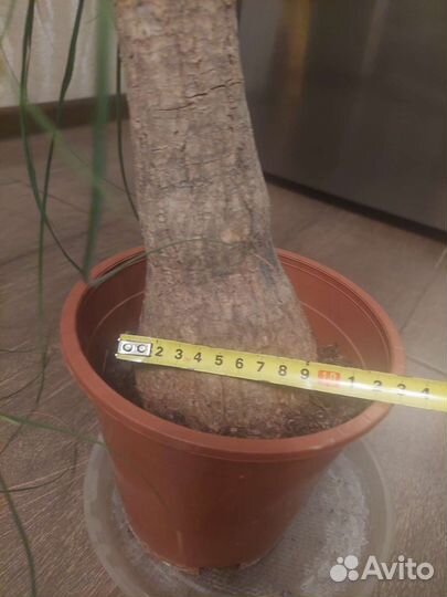 Нолина (бутылочное дерево)