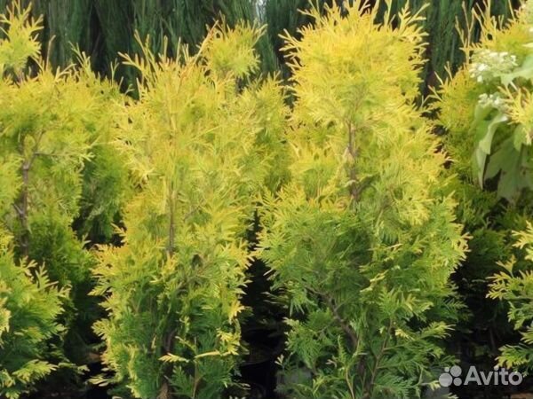 Хвойные растения