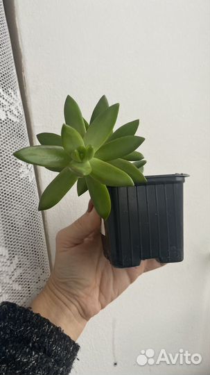 Сукулент седум