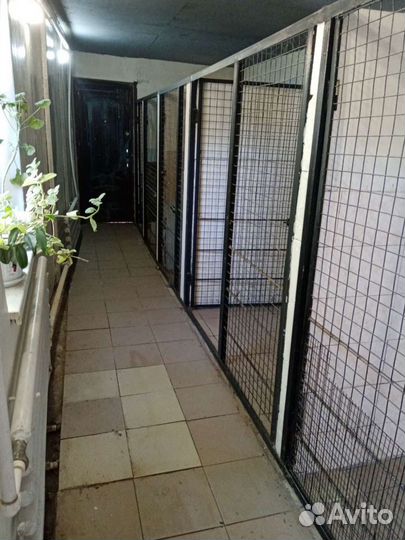 Передержка собак