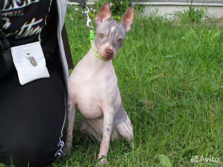 Американский голый терьер щенки