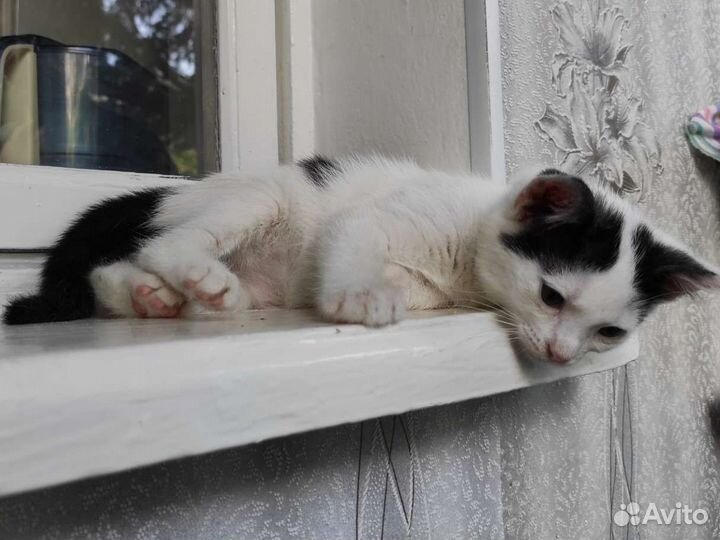 Котенок маленький черно-белый в дар добрые руки