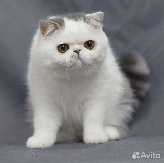 Экзотические
