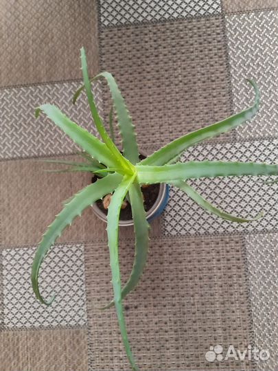 Алоэ столетник