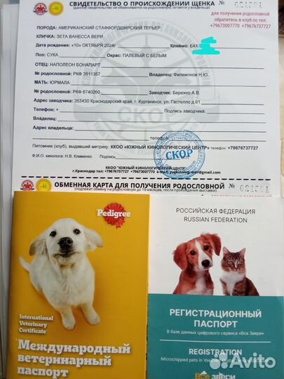 Идеальная малышка Ам Стафф терьер щенок с Докум)