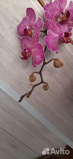 Орхидея фаленопсис с мутацией по форме