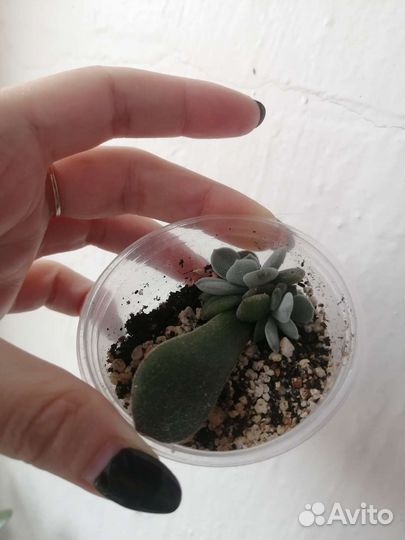 Суккуленты