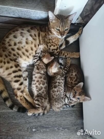 Бенгальская