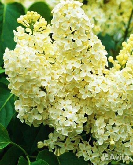 Сирень Примроуз