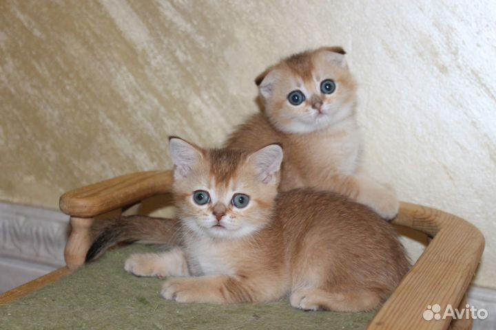 Золотой шоколадный котик страйт