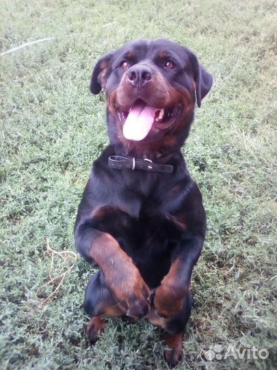 Щенок ротвейлера