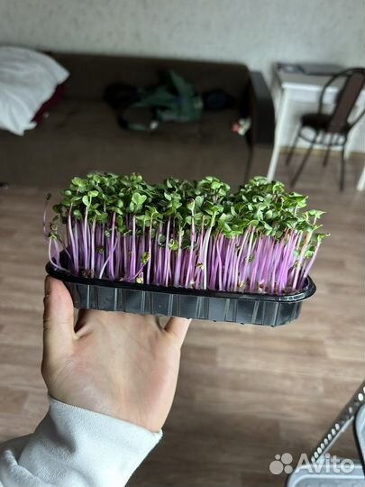 Микрозелень