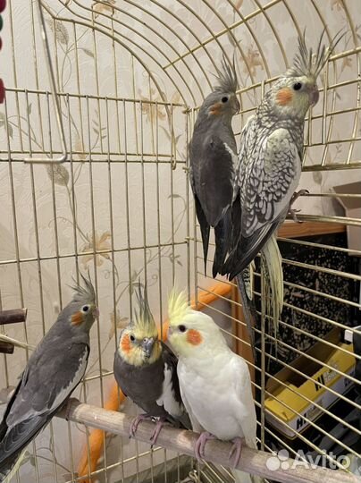 Птенцы попугаев Корелл