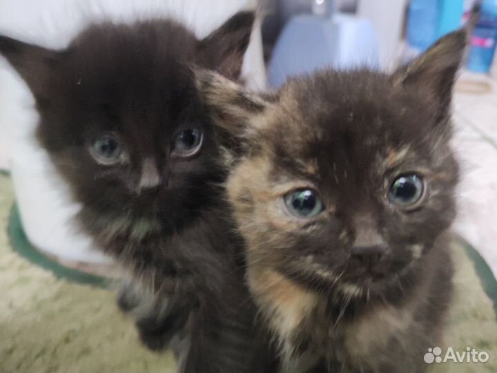 Котята в добрые руки даром