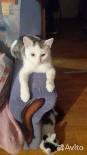 Котёнок в хорошие руки