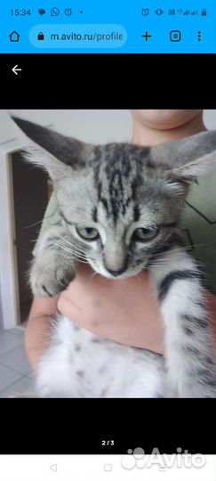 Котик 3 месяца