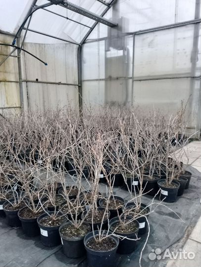 Крыжовник, смородина