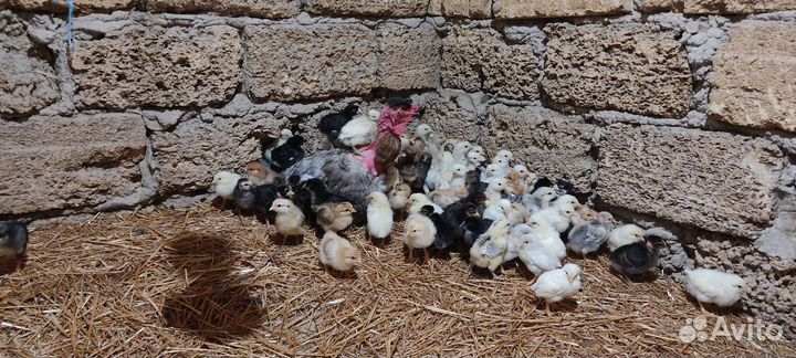 Цыплята суточные и подрощенные