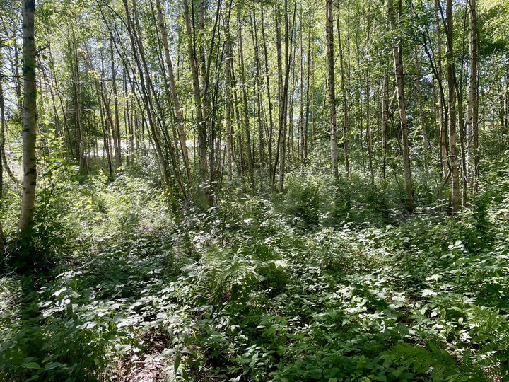 Участок 7,9 сот. (СНТ, ДНП)