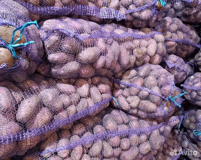 Картофель Оптом красный 6+ Алуэт в Екатеринбурге