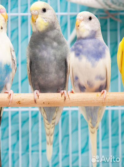 Попугай радужный волнистый птенцы