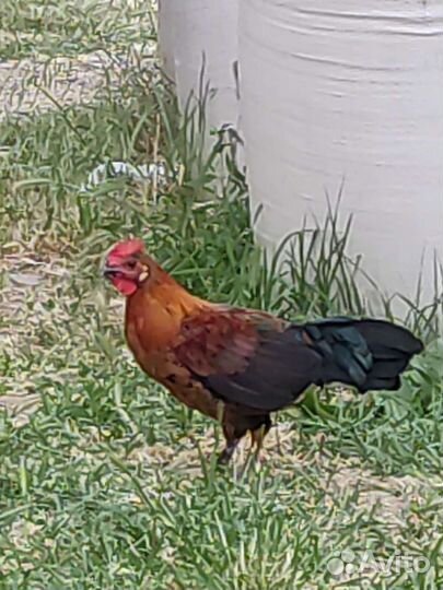 Петушок бентамка