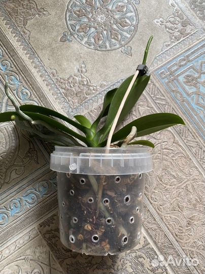 Орхидея бабочка Pink sunset girl