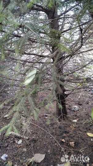 Ёлка живая