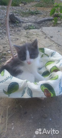 Отдам котенка в добрые руки, мальчики. Бесплатно