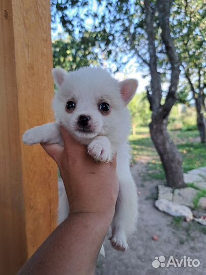 Метис шпиц/чихуахуа