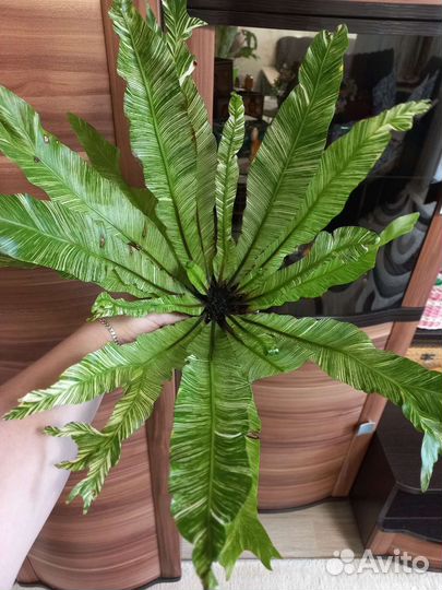 Папоротник асплениум вариегатный