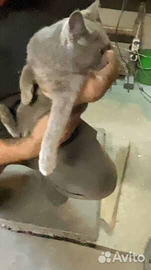 Британская кошка